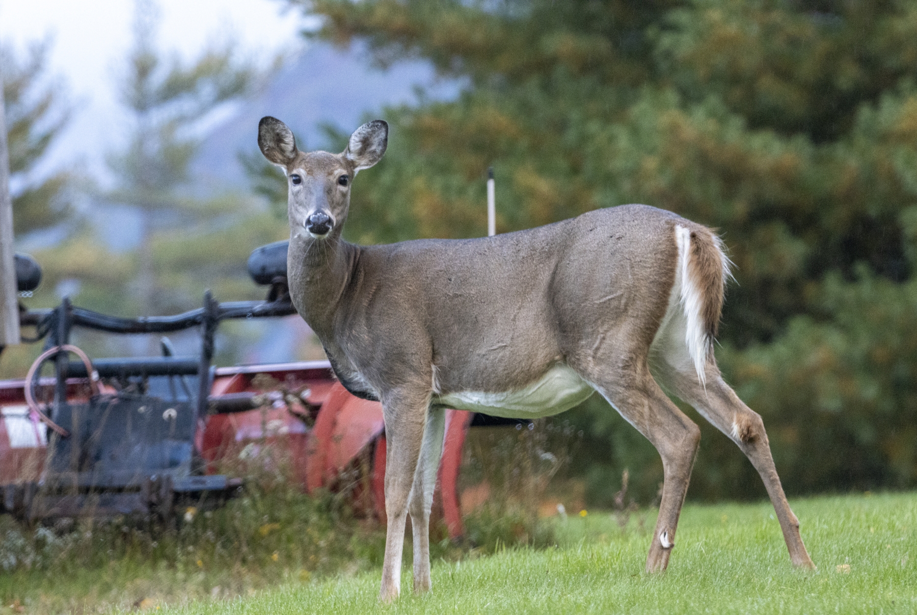Whitetail Deer, Near Upper Jay, New York